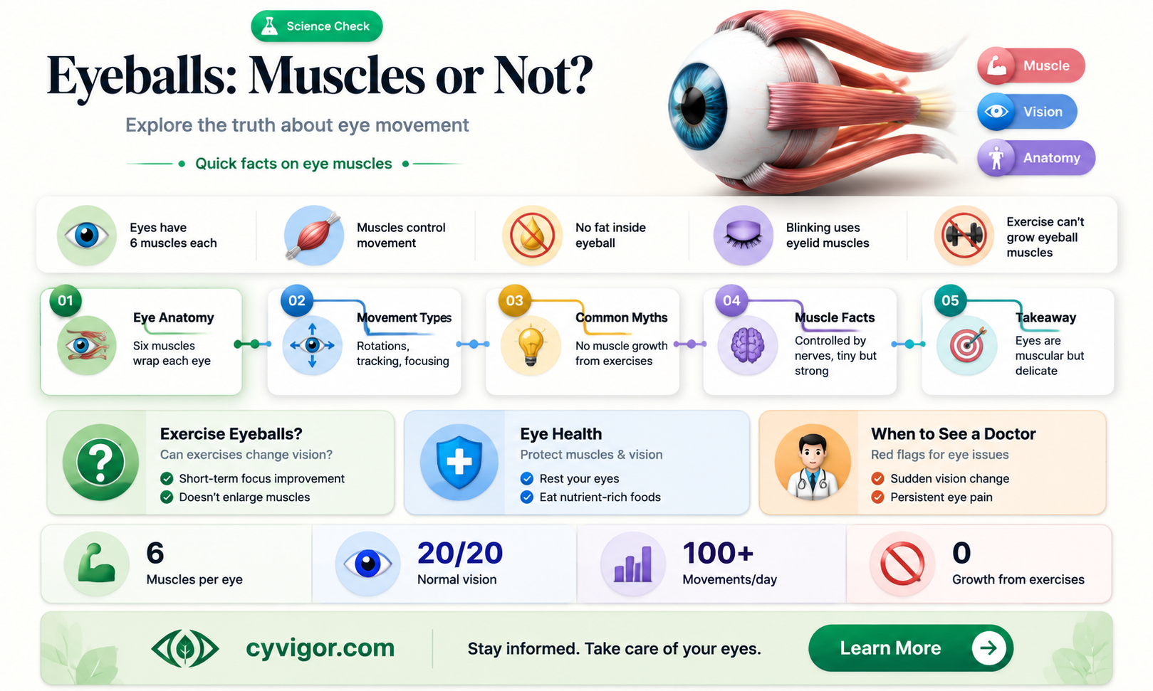 are eyeballs a muscle