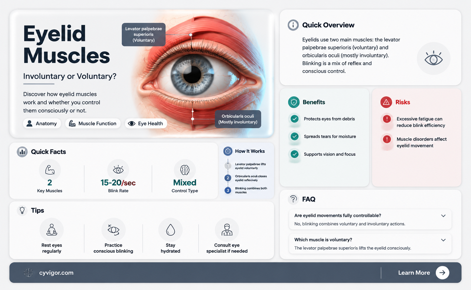 are eyelid involuntary muscles