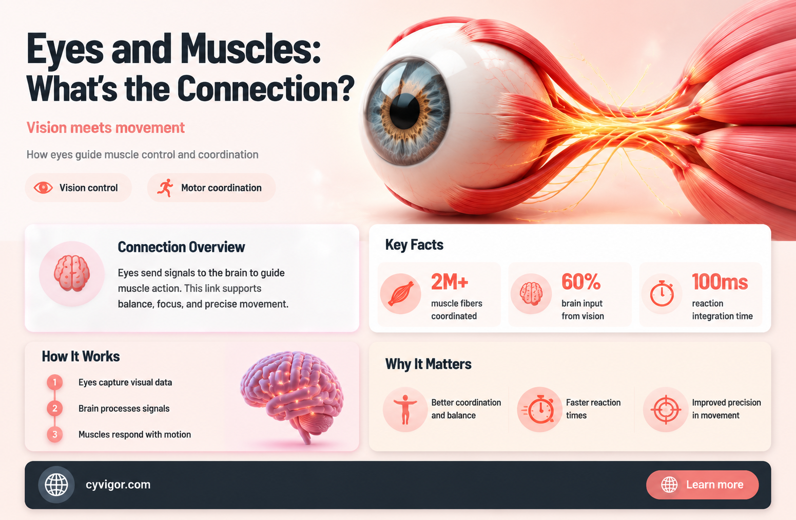 are the eyes muscles
