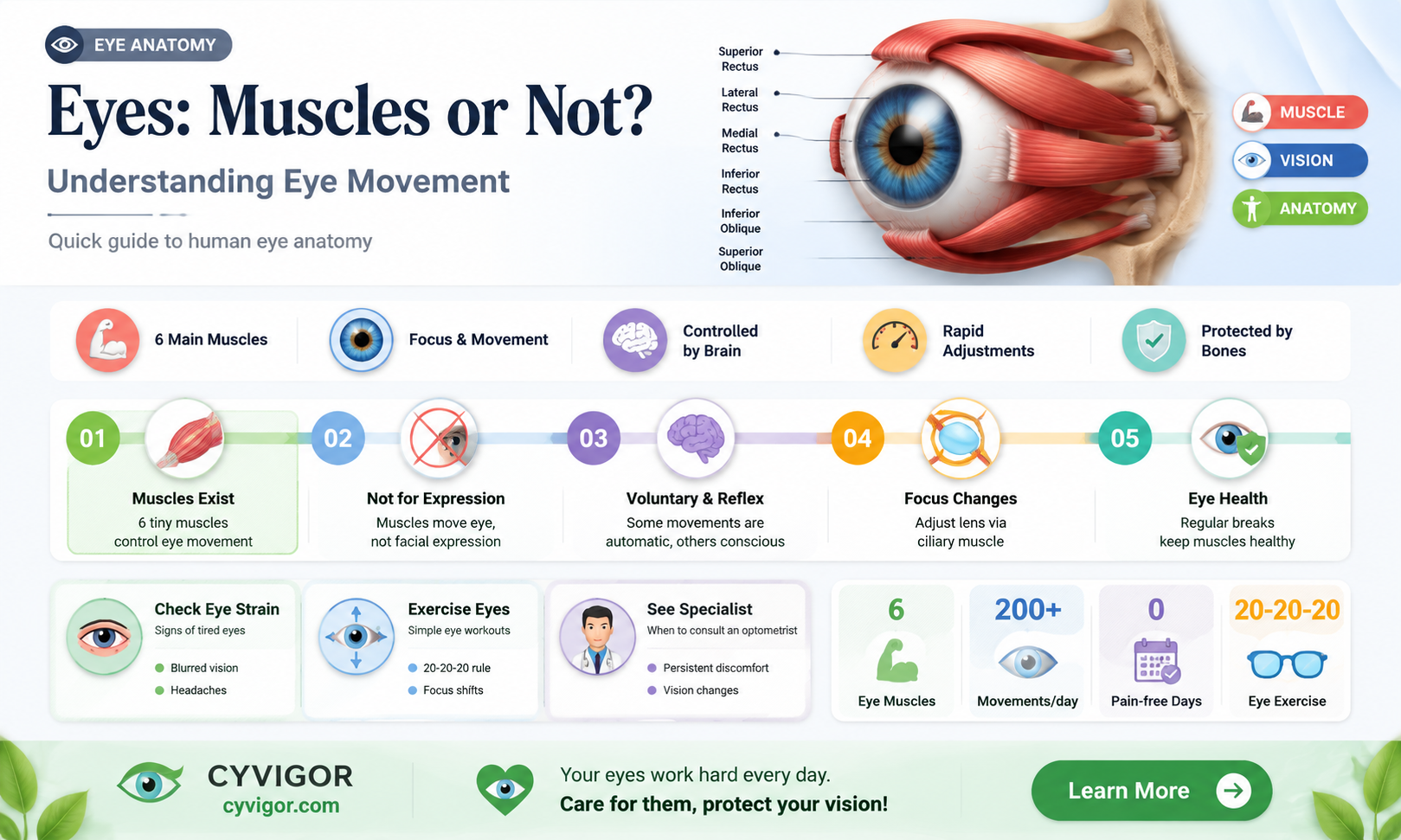 are eyes a muscle