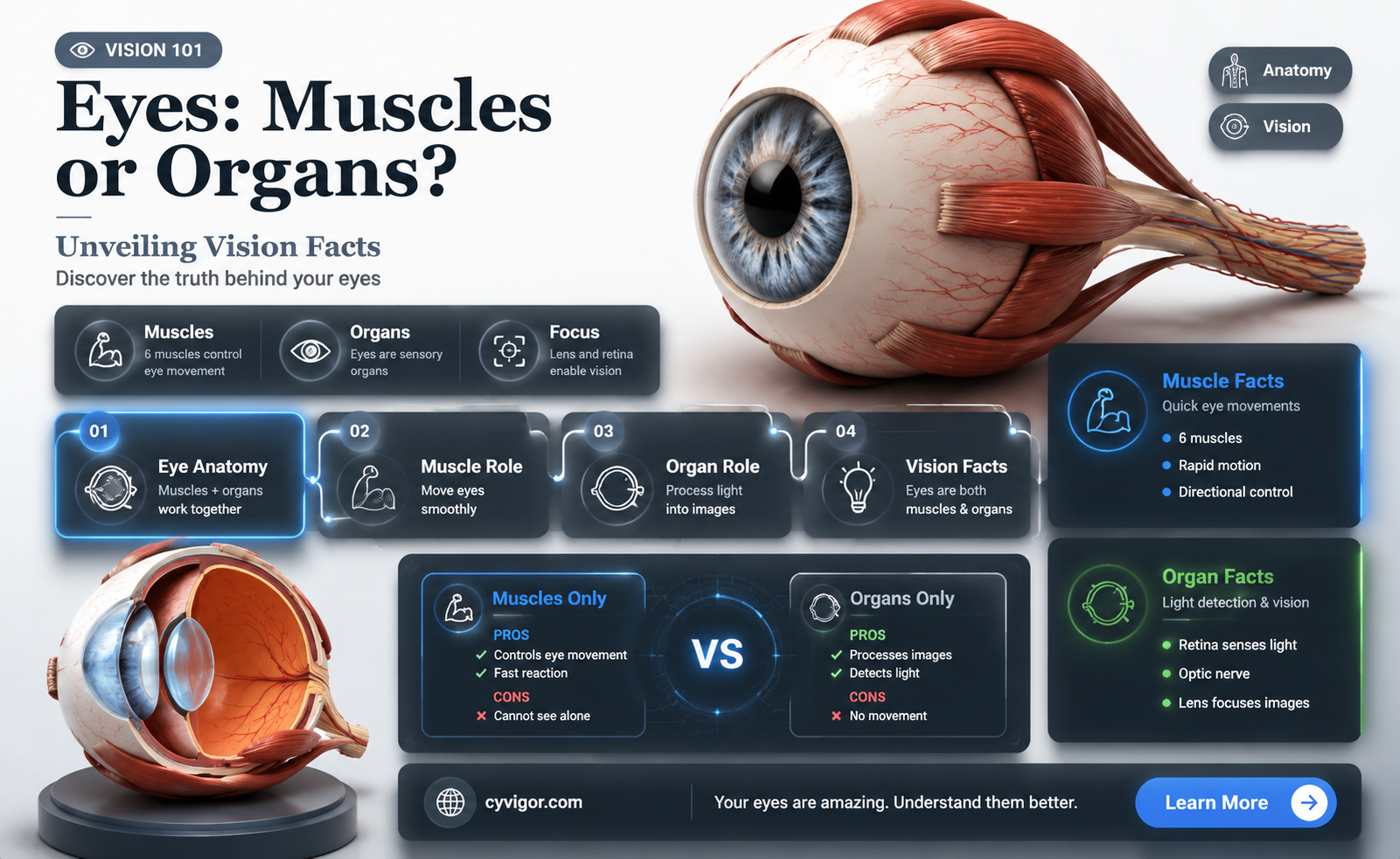 are eyes muscles or organs
