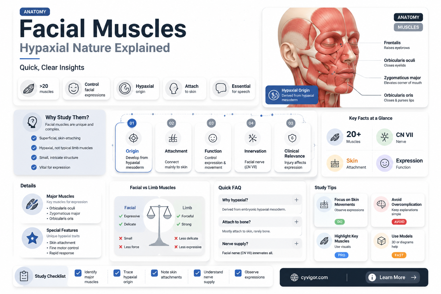 are facial muscles hypaxial muscles