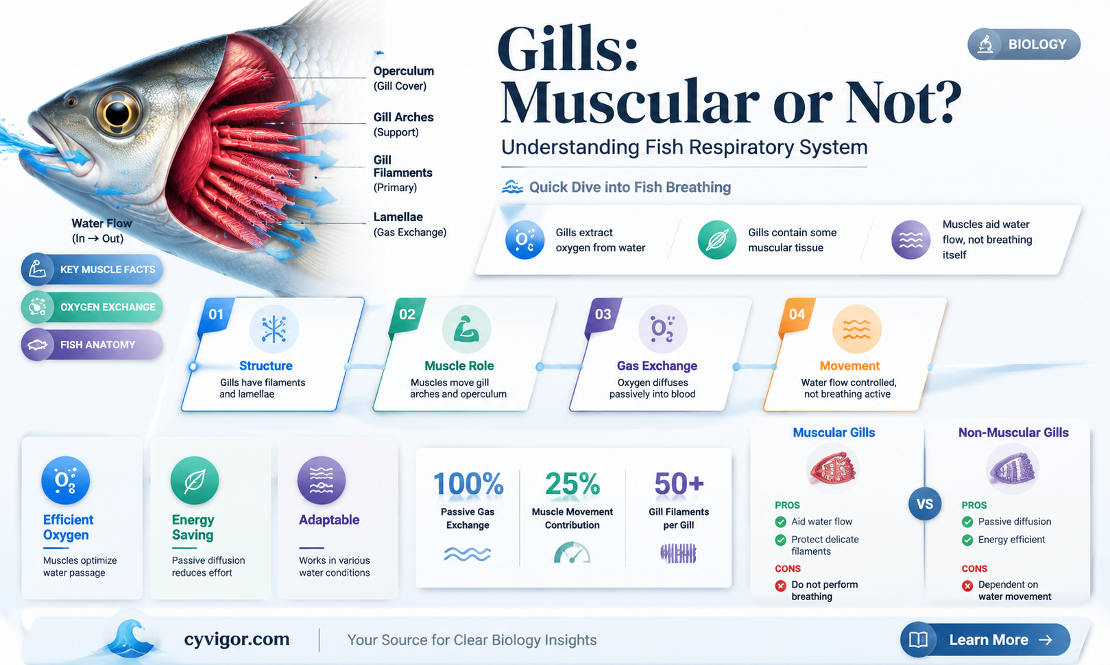 are gills a muscle