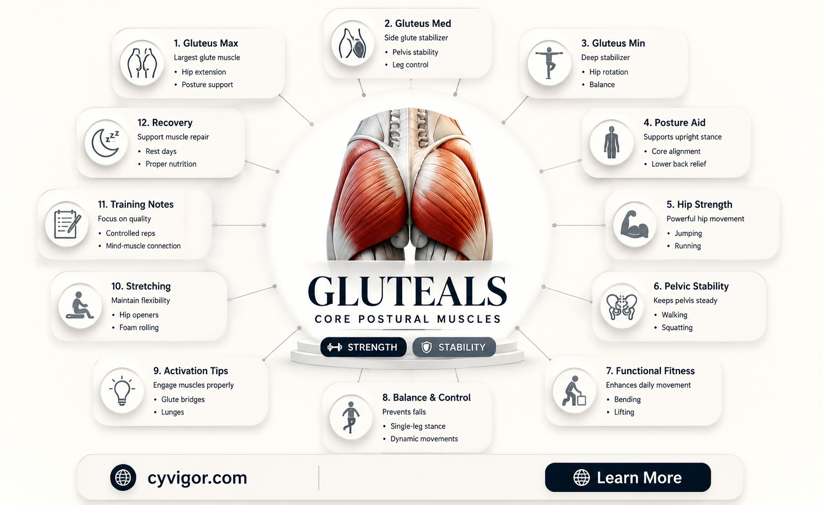 are gluteals postural muscles
