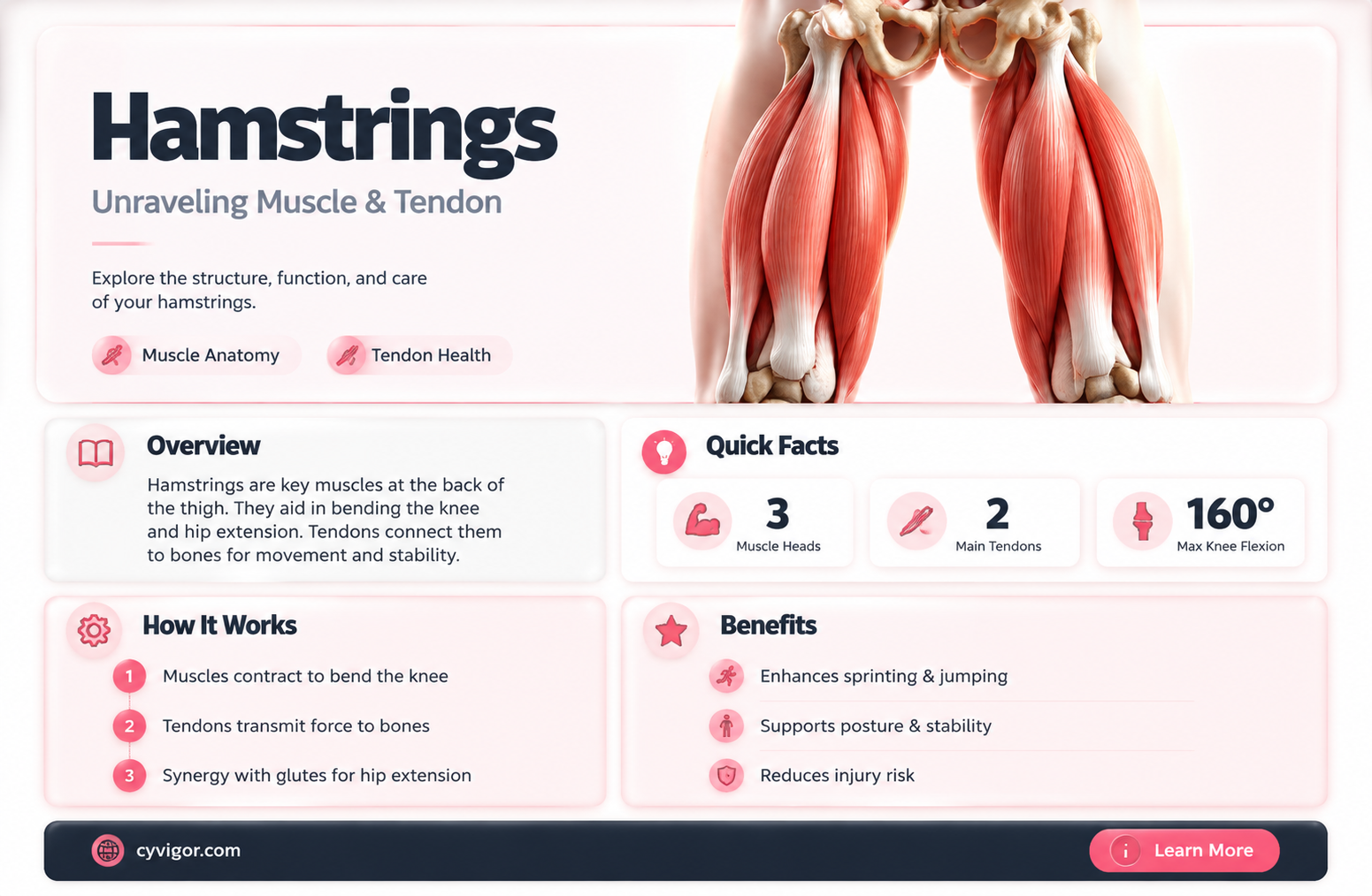 are hamstrings muscles or tendons