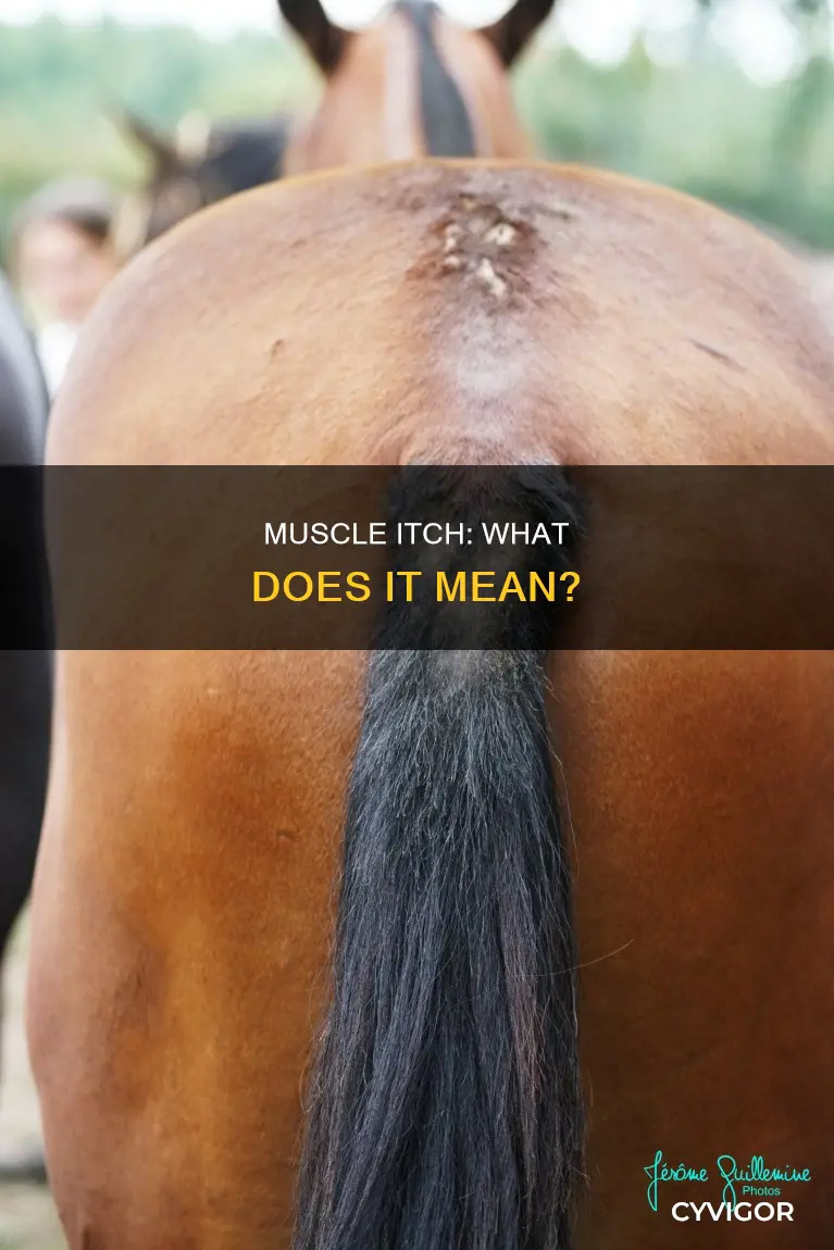 has your muscle ever itched