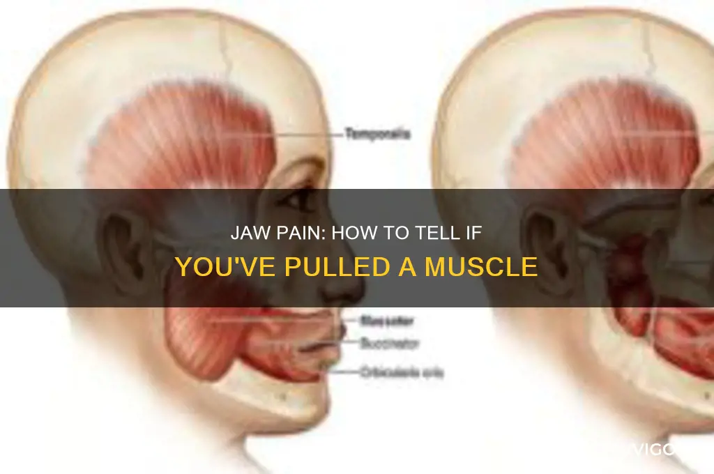 have i pulled a muscle in my jaw