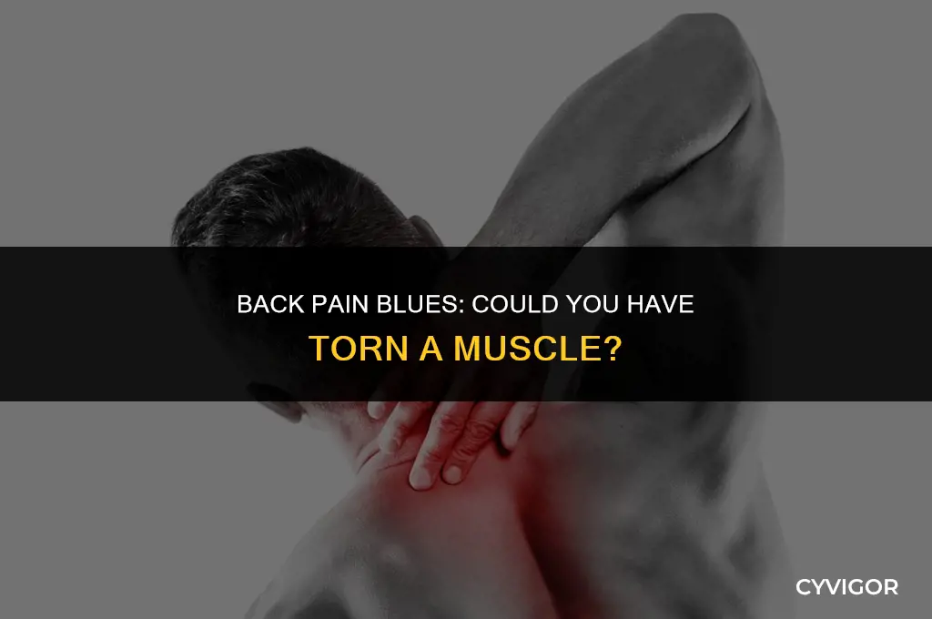 have i tore a muscle in my back