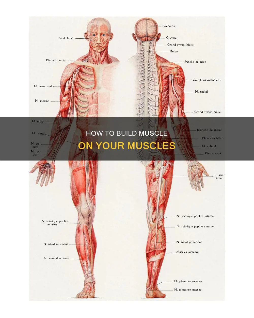 have muscles on your muscles