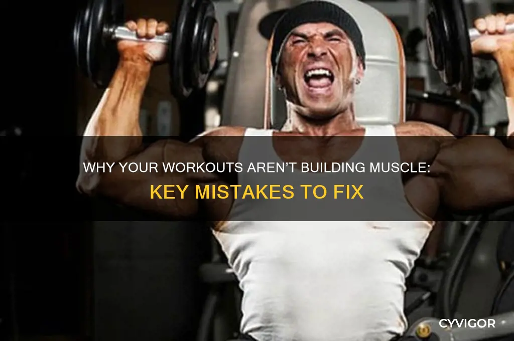 have not noticed any muscle growth since working out