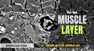 Building a Thick Muscle Layer: Secrets to Success