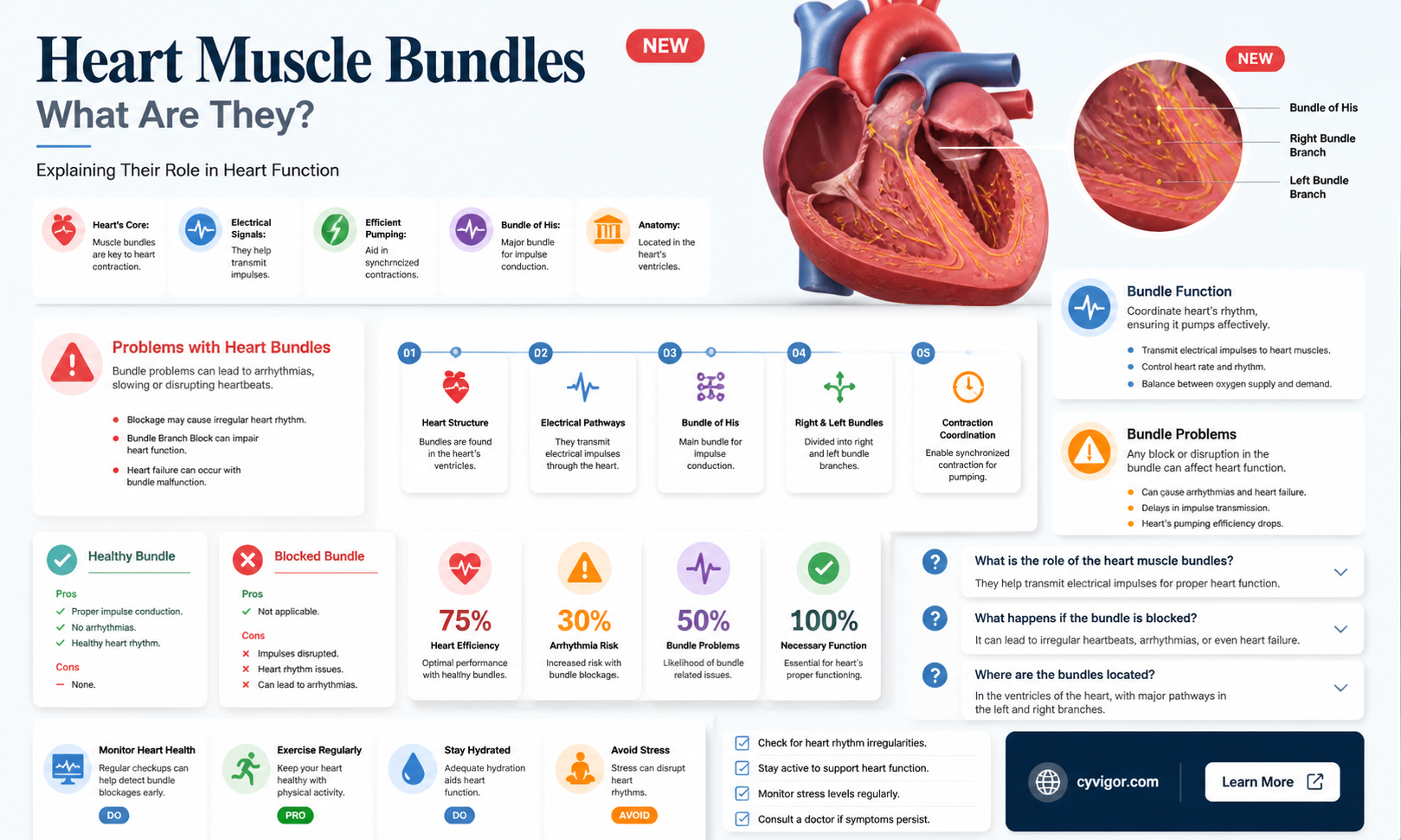 are bundles of heart muscle