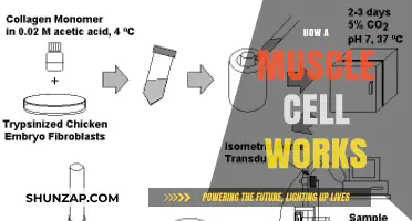 Unveiling the Intricate Mechanics of Muscle Cell Functionality