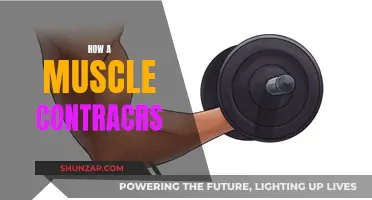 Muscle Contraction Mechanics: Unlocking the Body's Power
