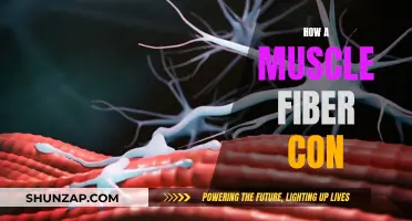 Muscle Fiber Contraction: The Science Behind the Flex