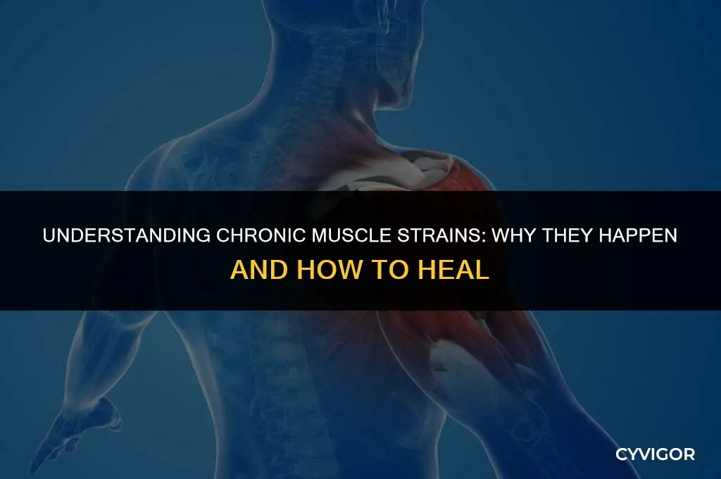 how a muscle gets pulled but stays pulled
