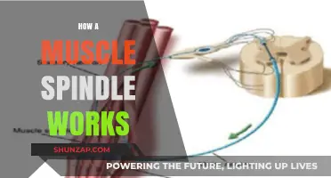 Understanding Muscle Spindles: Function, Mechanism, and Role in Movement