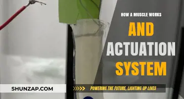 Understanding Muscle Mechanics: The Science Behind Movement and Actuation