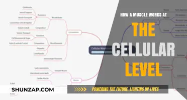 Unveiling Muscle Mechanics: A Cellular Journey of Contraction and Strength