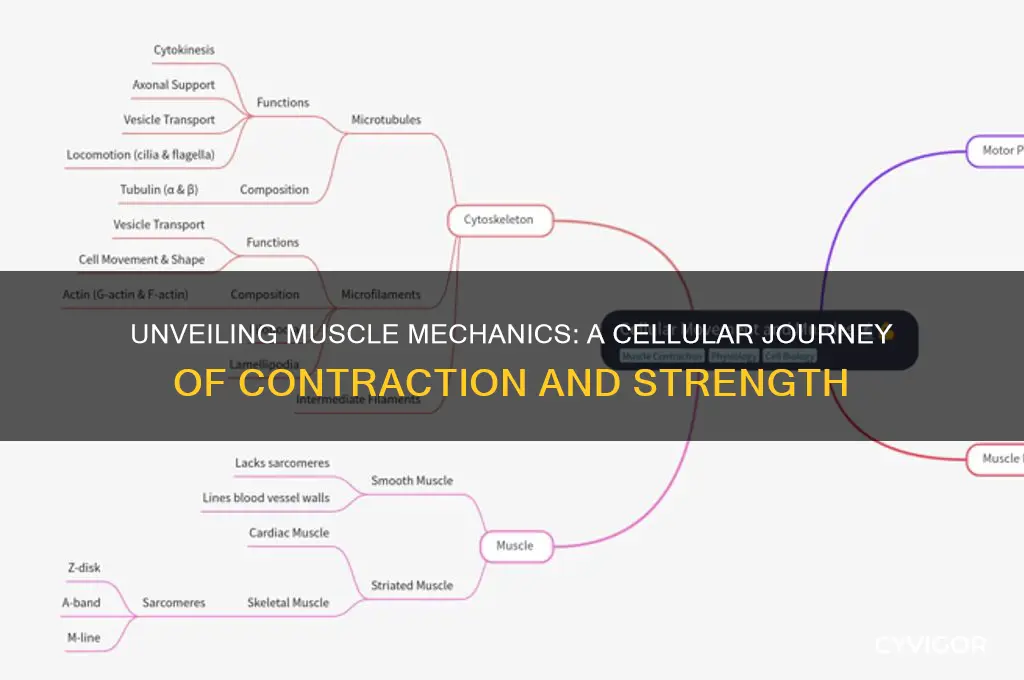 how a muscle works at the cellular level
