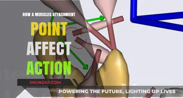 Understanding Muscle Attachments: Impact on Movement and Function