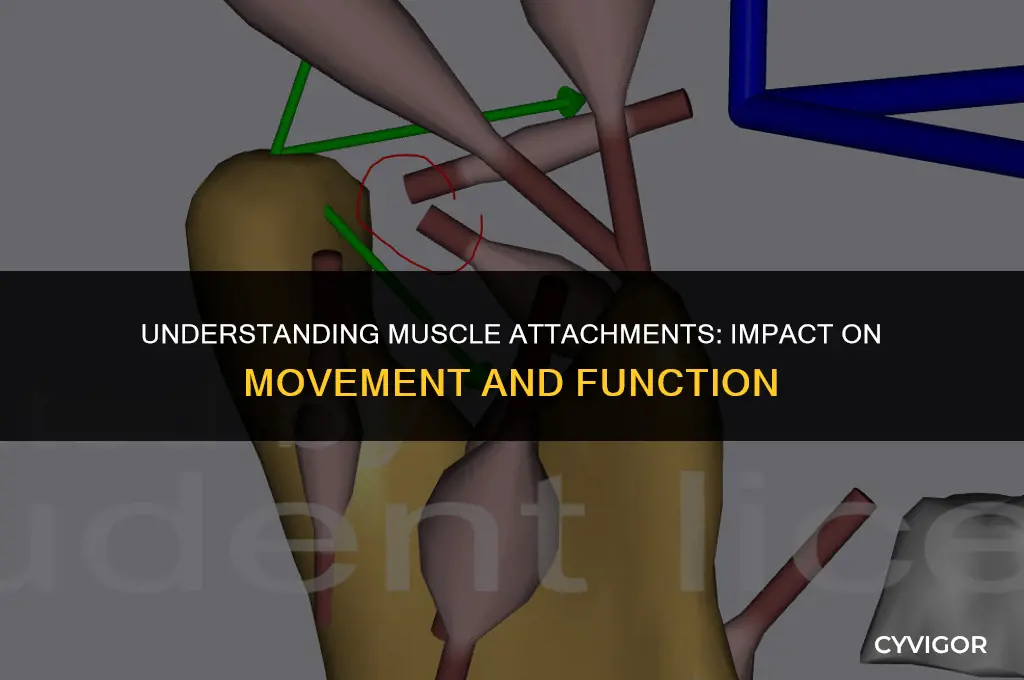 how a muscles attachment point affect action