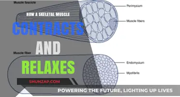 Understanding Skeletal Muscle Contraction and Relaxation: A Comprehensive Guide
