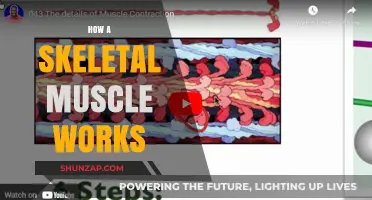 Understanding Skeletal Muscle Function: Mechanics, Contraction, and Movement Explained