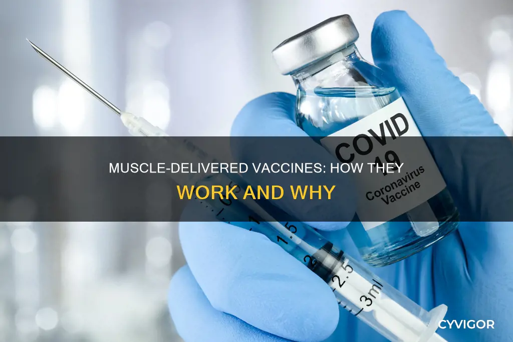 how a vaccines through muscle