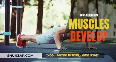 Abdominal Muscle Development: Unlocking Core Strength Secrets