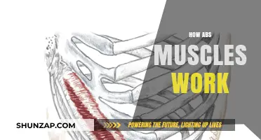 Understanding Your Core: How Abs Muscles Function and Strengthen
