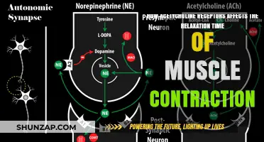 Acetylcholine Receptors' Role in Prolonging Muscle Contraction Relaxation Time