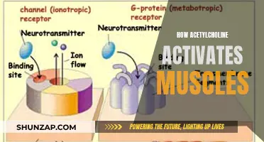 Understanding Muscle Activation: The Role of Acetylcholine