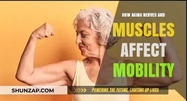 Unraveling the Impact of Aging Nerves and Muscles on Mobility