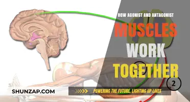Agonist-Antagonist Muscle Synergy: Understanding Their Collaborative Role in Movement