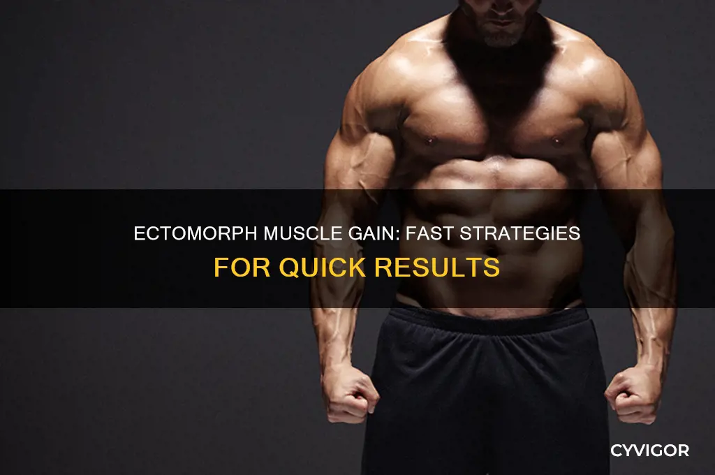 how an ectomorph can gain muscle fast