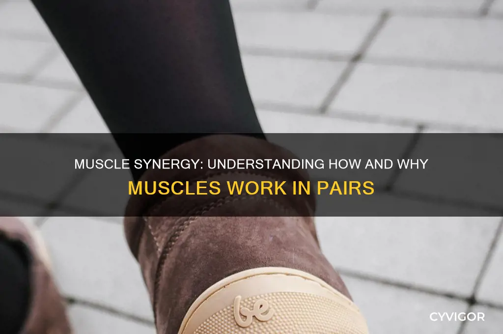 how and why muscles work in pairs
