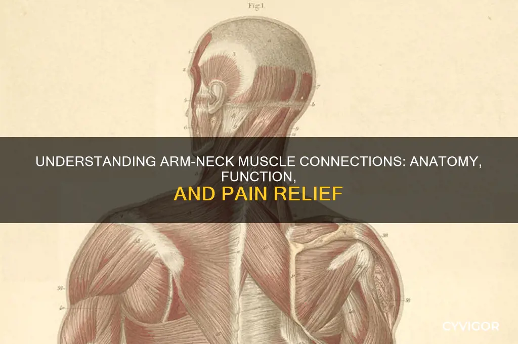 how are arm muscles connected to neck