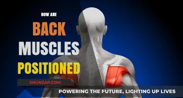 Understanding the Anatomy: A Guide to Back Muscle Positioning
