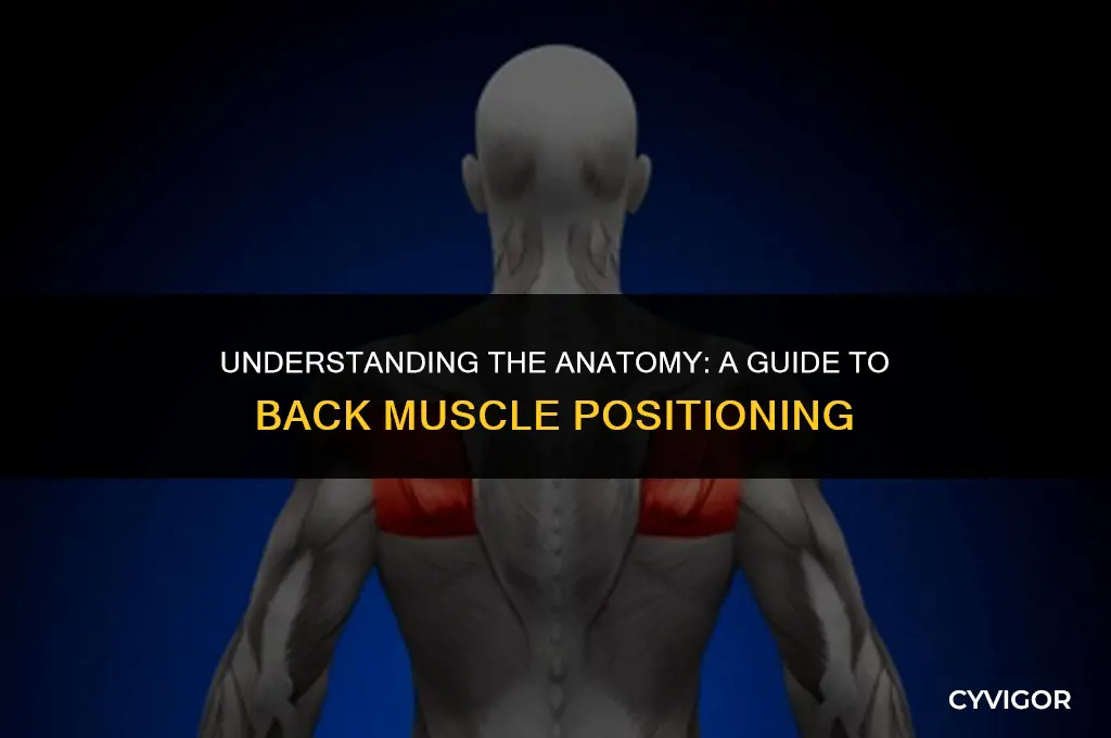 how are back muscles positioned