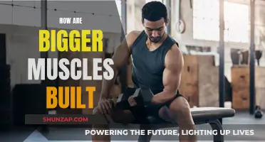 Building Bigger Muscles: The Science of Hypertrophy