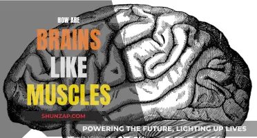 Brains and Muscles: What's the Similar Story?