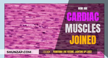 The Intricacies of Cardiac Muscle Joining