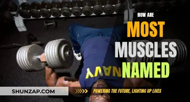 The Intriguing Logic Behind Muscle Nomenclature