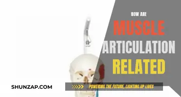 Understanding Muscle Articulations and Their Intricate Connections