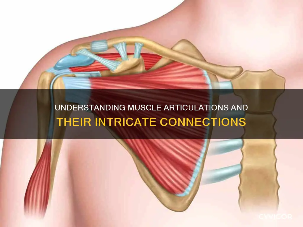 how are muscle articulations related