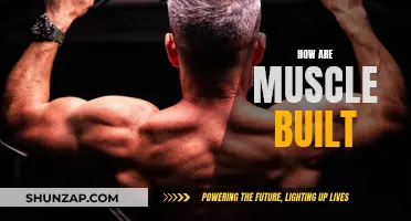 Building Muscle: Unlocking the Science of Strength Training