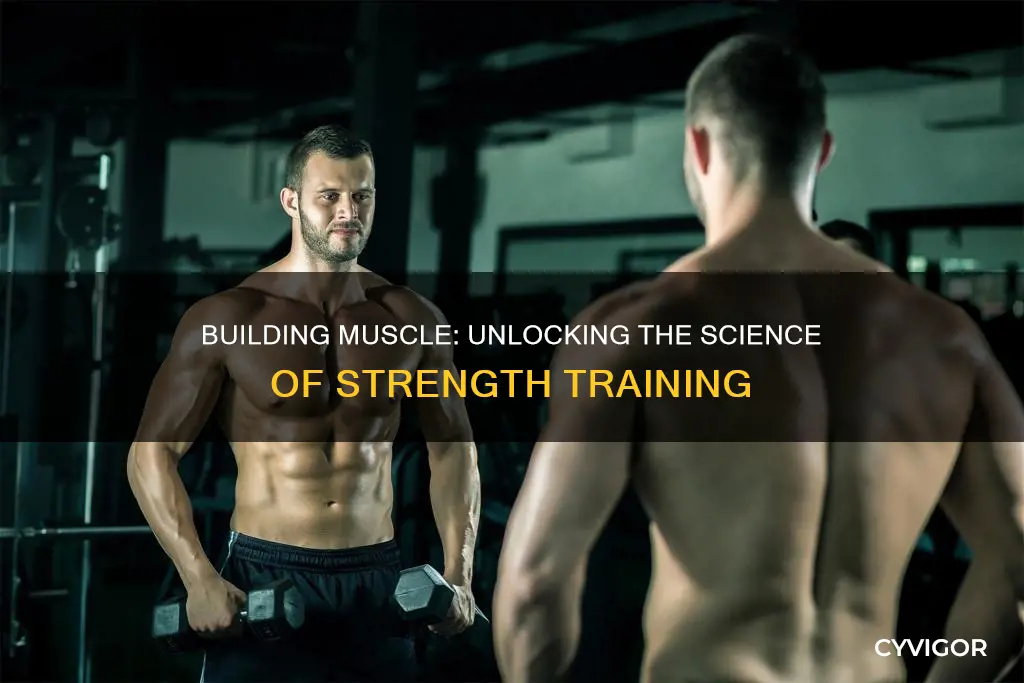 how are muscle built