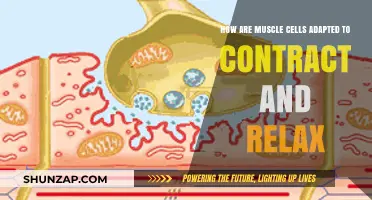 Muscle Cell Adaptations: Unlocking the Secrets of Contraction and Relaxation