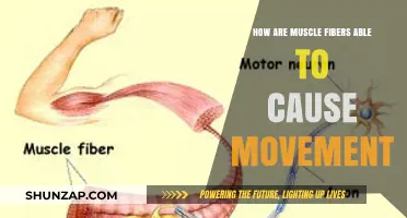 Muscle Fibers: The Science Behind Movement